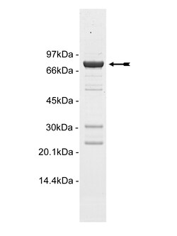 Eurofins DiscoverX Ret Protein, Active 10 &mu;g | Buy Online | Eurofins DiscoverX | Fisher Scientific